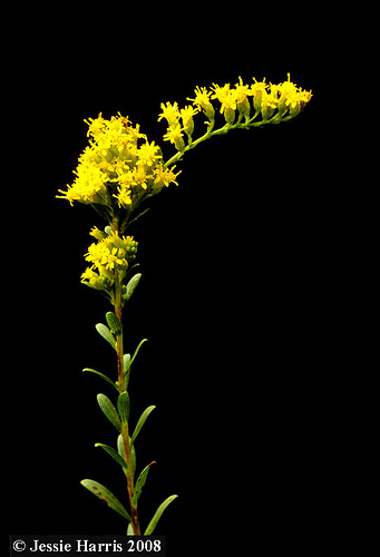 Solidago Shortii